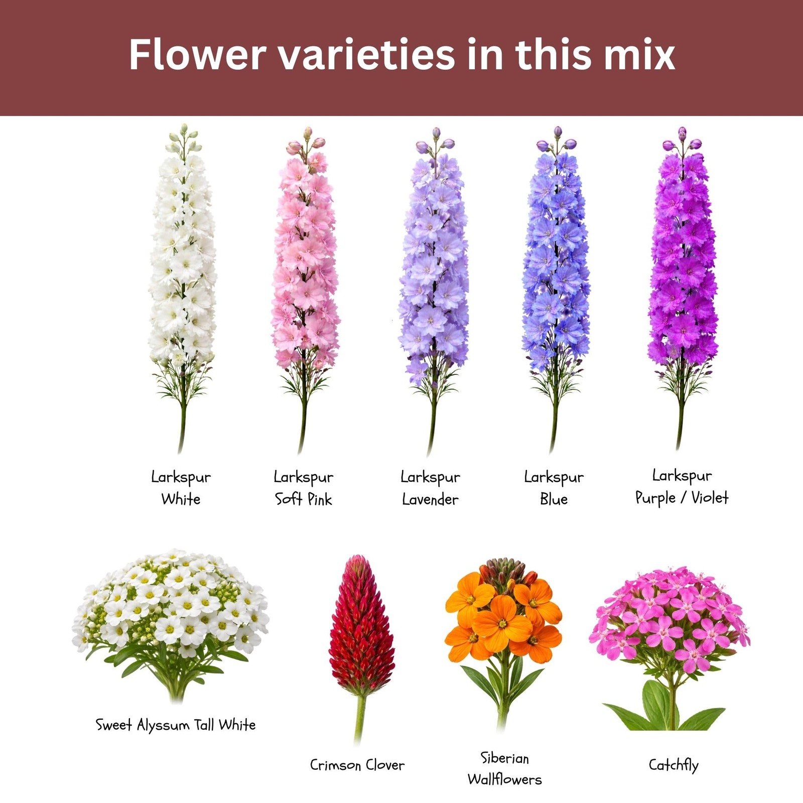 Butterfly and Hummingbird Wildflower Mix – 30,000+ Seeds – 1 oz Bulk Extra La…
