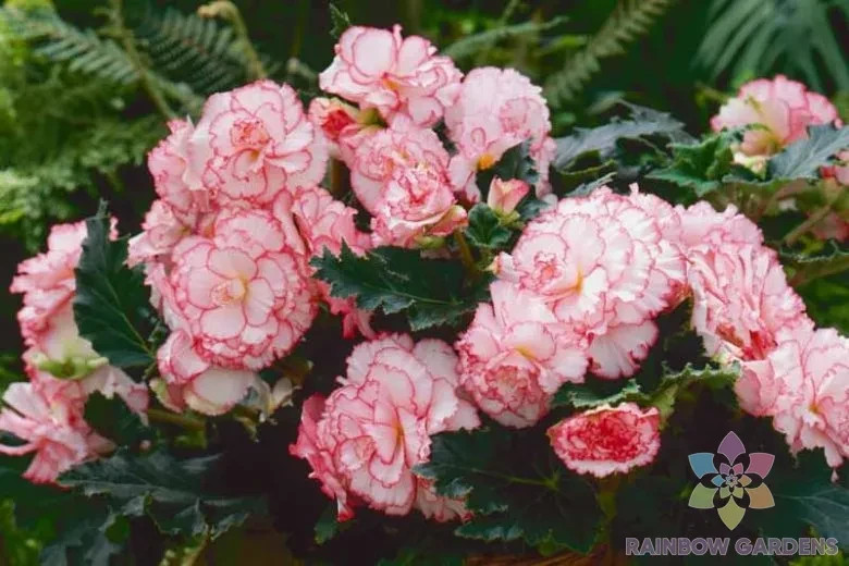25+ Picotee White-Pink Begonia Seeds for Garden Planting – USA – FREE SHIPPING!