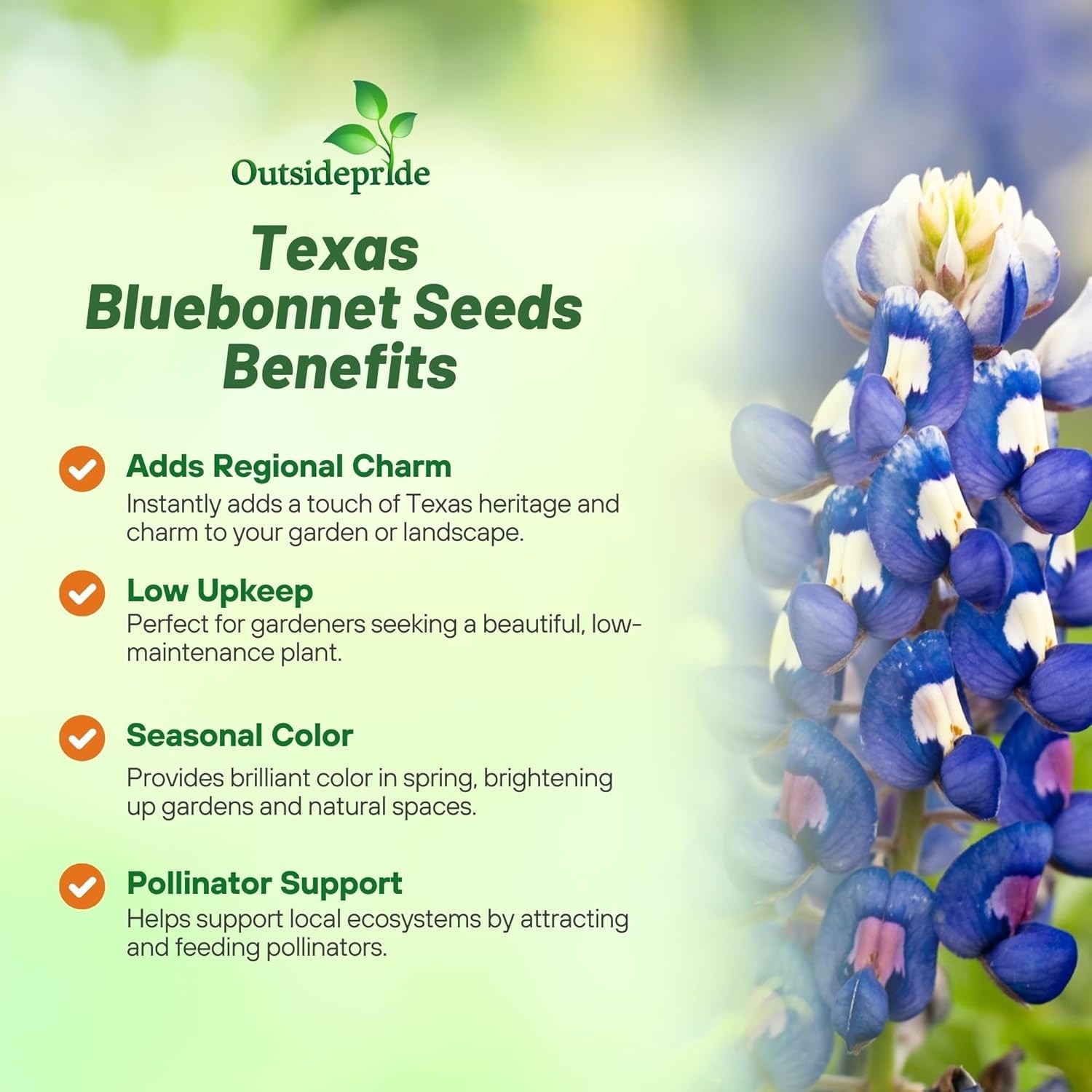 Texas Bluebonnet Seeds – 1/4 lb. Annual Lupinus Texensis, Heirloom Quality, D…