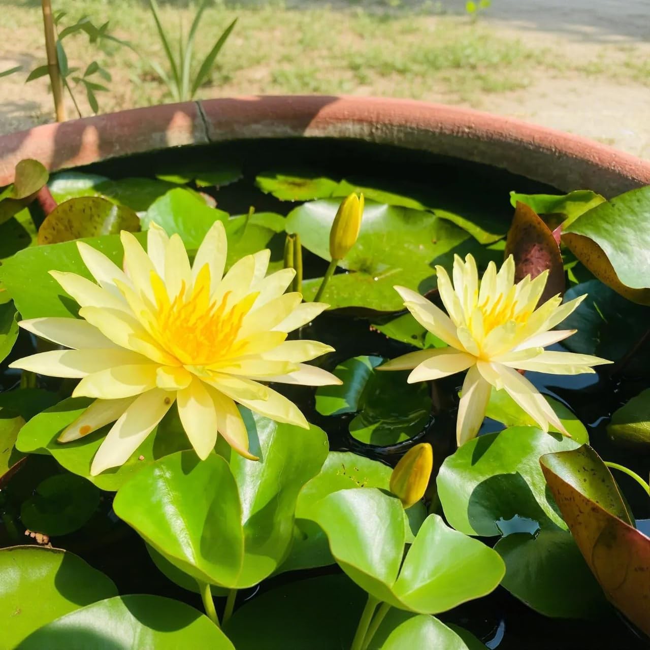 35 PCS Mixed Color Bonsai Lotus Flower Seeds for Planting Lotuses Sale