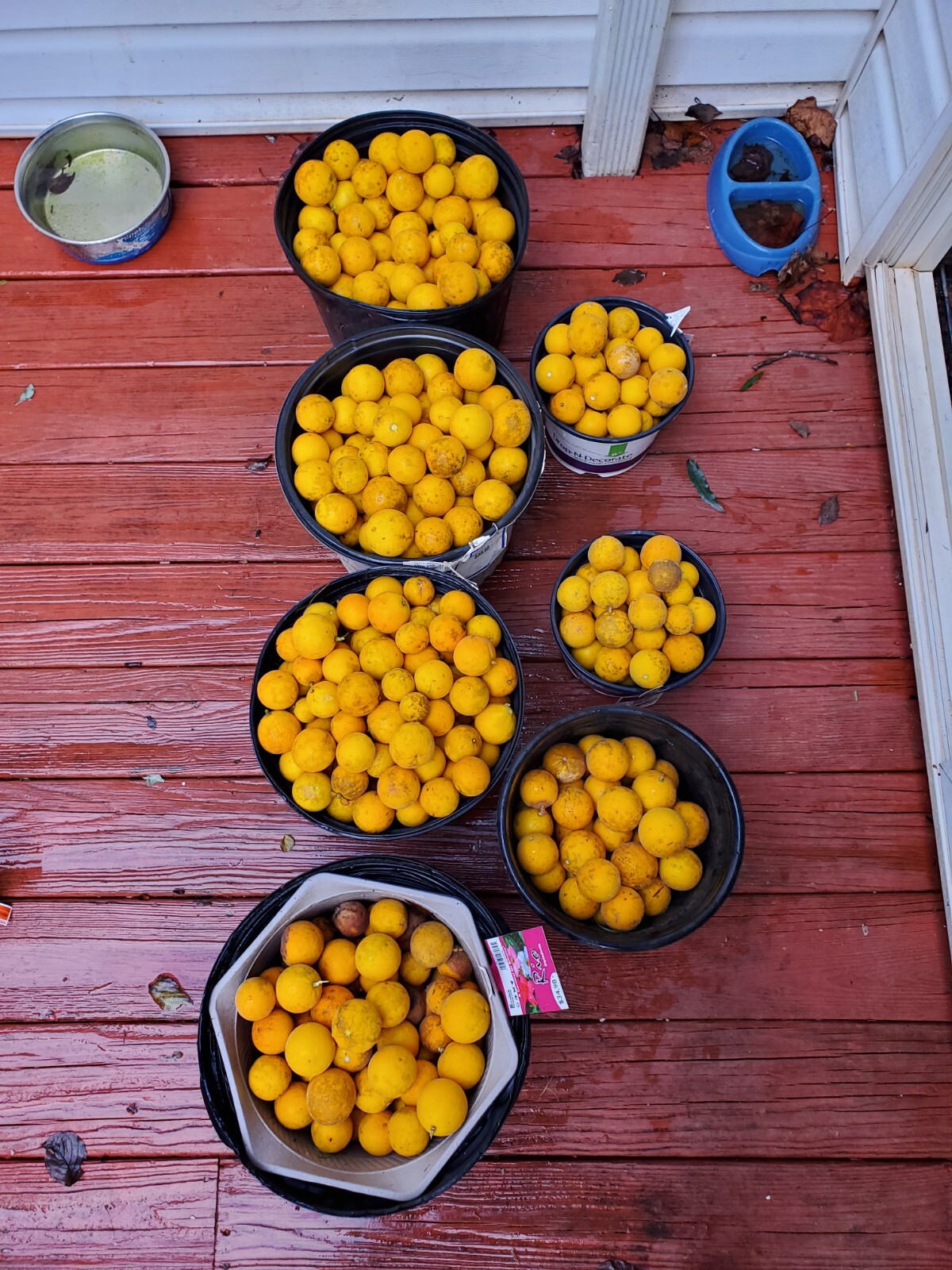 CLEARANCE SALE!! Poncirus Trifoliata Hardy Orange SEEDS 100+ Grow For Grafting🍊