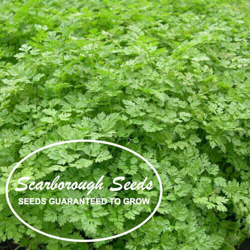 SCARBOROUGH SEEDS Winter Chervil, French Parsley, NON-GMO, Heirloom, 500 Seeds
