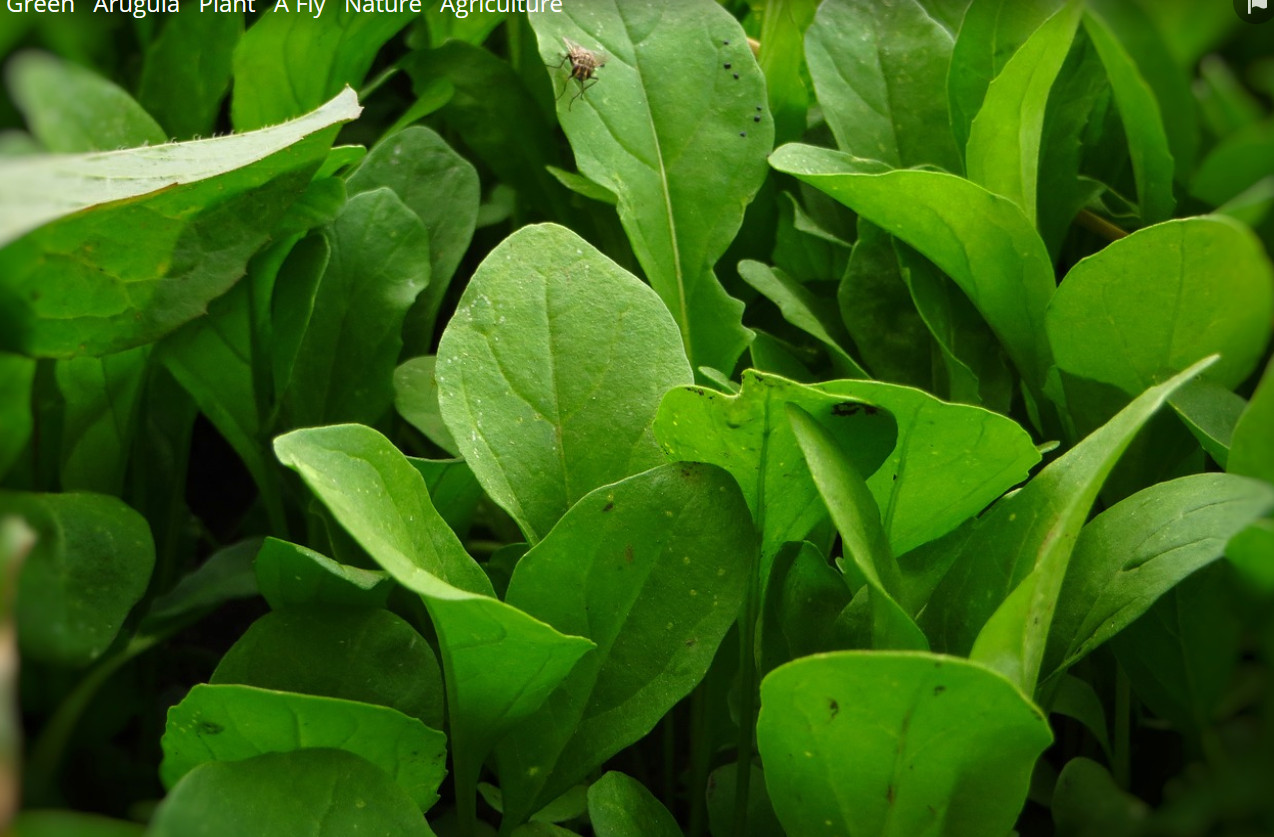 3000 Arugula seeds Eruca sativa, Rocket, Rocket Salad, Garden Rocket, Non-GMO