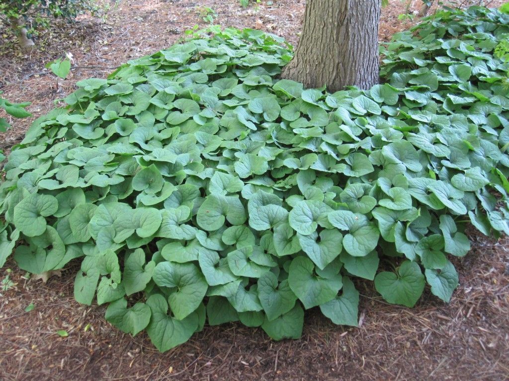 Asarum canadense WILD GINGER Seeds!