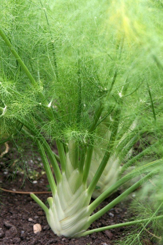 Fennel Seeds, Sweet Fennel is a Variety of Fennel, COOL BEANS N SPROUTS