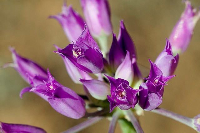 Allium acuminatum | Tapertip Onion | 10 Seeds