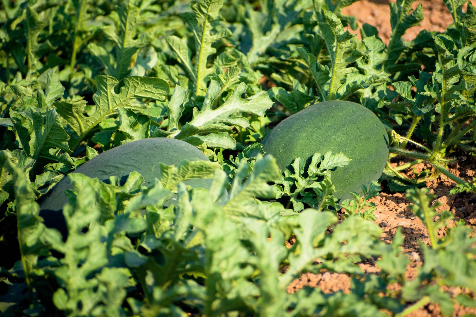 50 FLORIDA GIANT WATERMELON Cannon Ball Black Diamond Citrullus Fruit Seeds