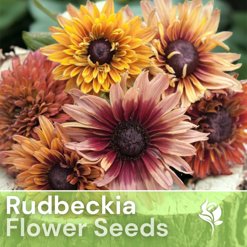 Antique Mix Rudbeckia Seeds 125+ Seeds Annual Flower Seeds Garden