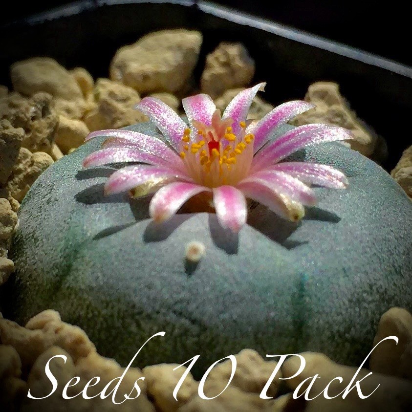 SEEDS (10pk) W Var. Rancho Noel X10 (Ten) US SELLER Cactus Mexico