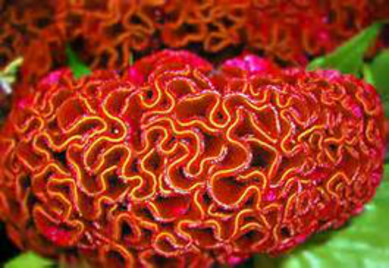 HUGE Brain Celosia CRAZY MIXED COLORS 100 Seeds Comb. S/H OLD AMISH PLANT