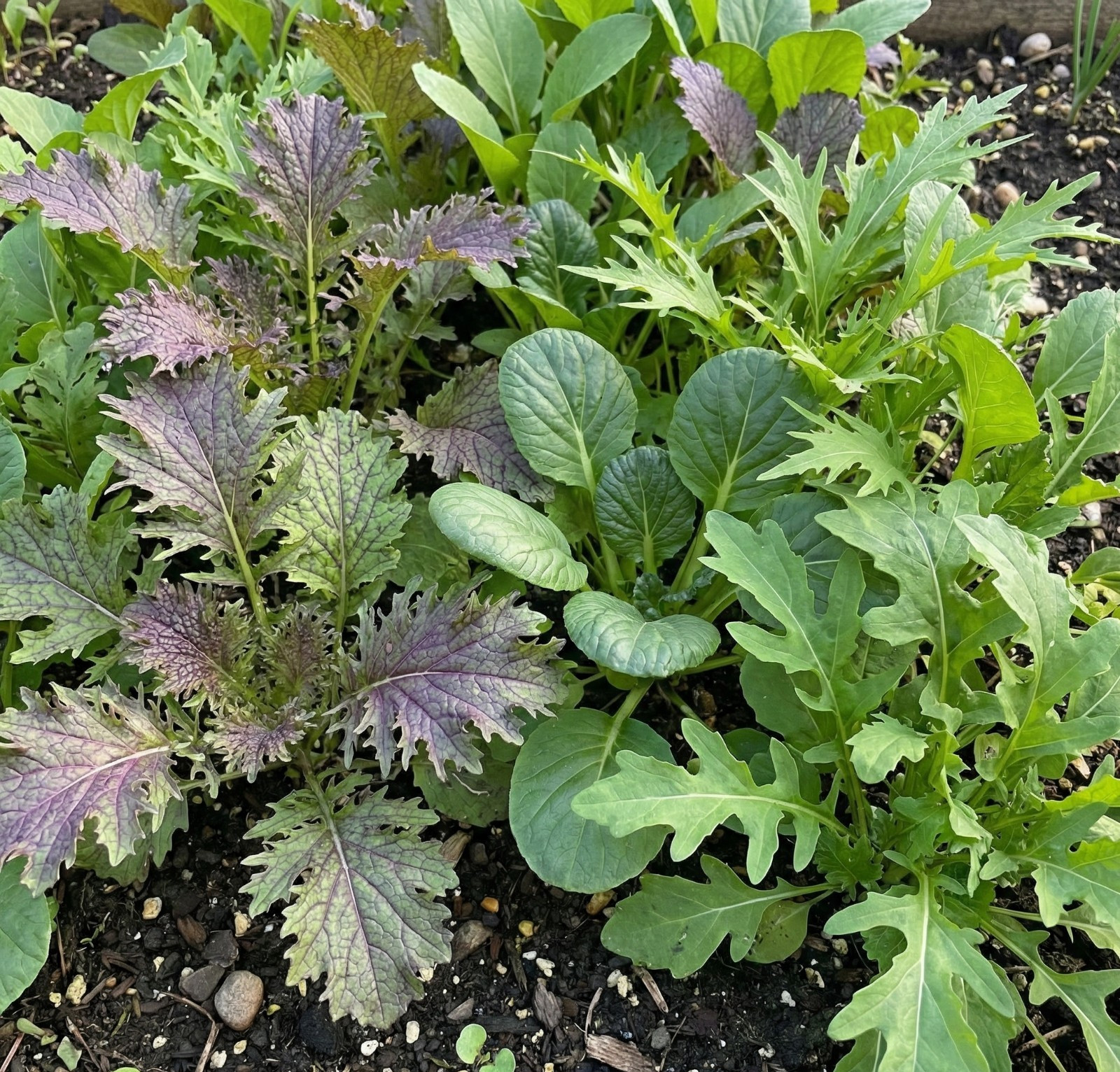 Mixed Greens BRAISING MIX Mustard Tatsoi Mizuna Arugula Non-GMO 1000 Seeds