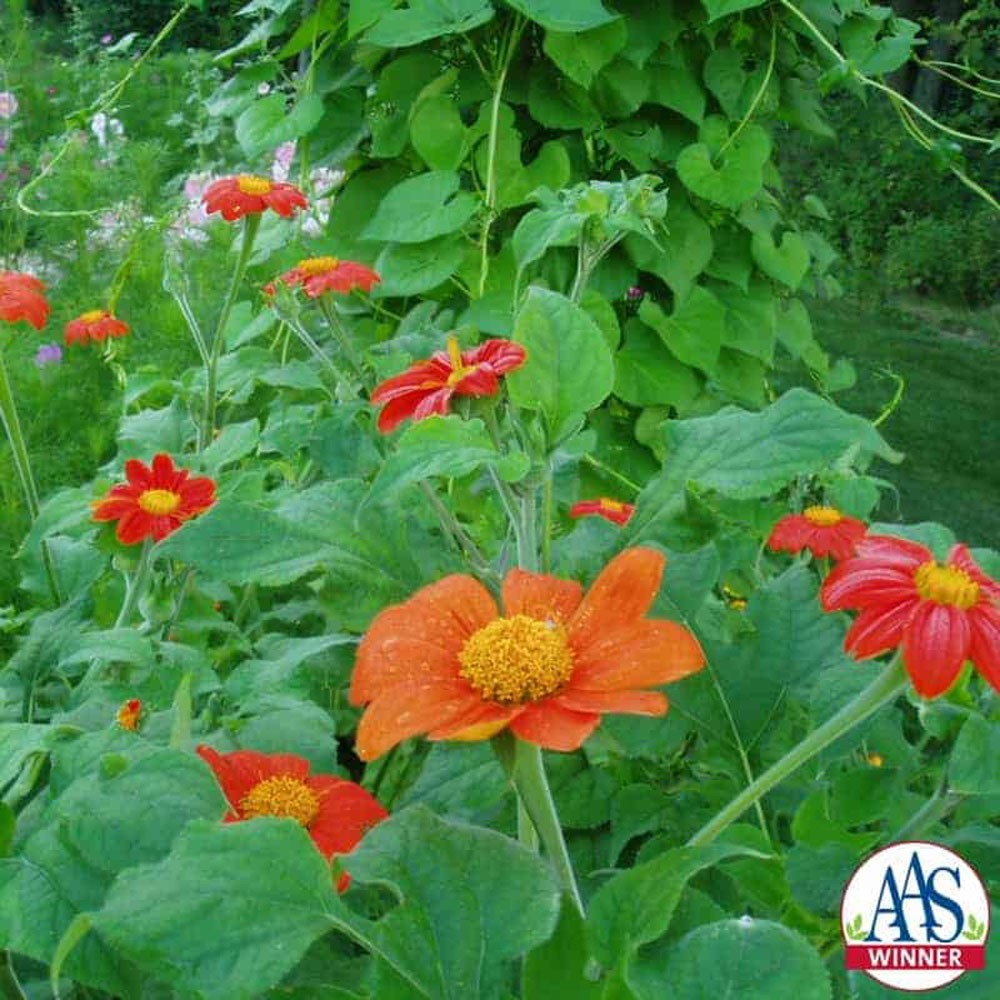 1000 Seeds Tithonia Torch AAS Winner Mexican Sunflower Seeds For Planting