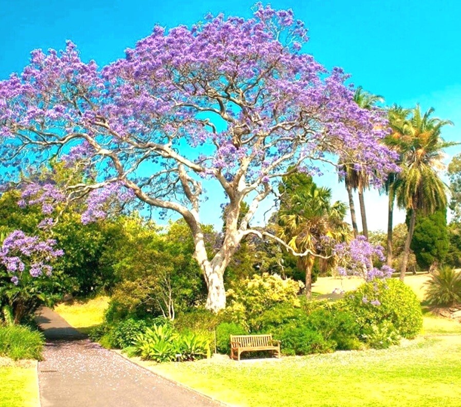 450 Royal Paulownia Empress Tree Seeds Paulownia Elongata Fastgrowing Forest Tre