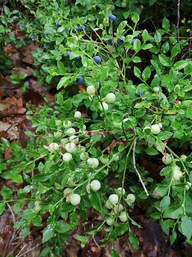 Vaccinium myrtillus | Bilberry | 20 Seeds