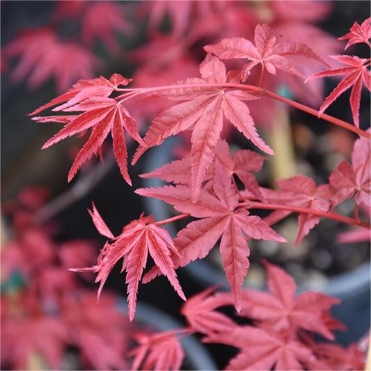 25pcs Red Japanese Maple Seeds, Acer (Palmatum Atropurpureum)