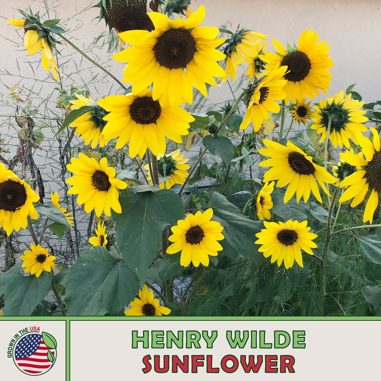 100 Henry Wilde Sunflower Seeds, Heirloom, Bee & Butterfly Attractor