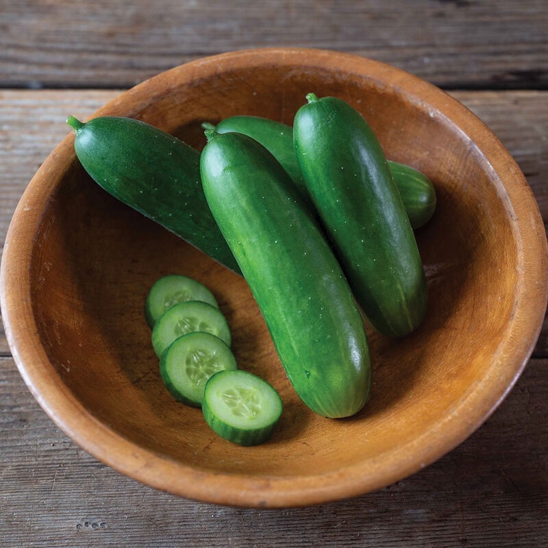 10 Mini Quick Snack Patio cucumber seeds USA ! Great pickles ! Tasty! Gourmet!