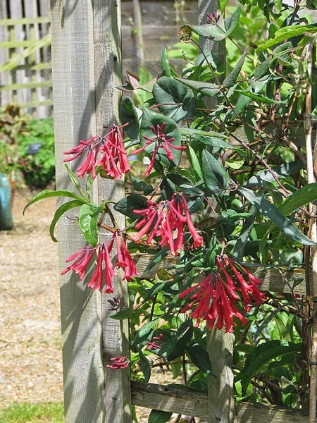 Lonicera sempervirens | Trumpet Honeysuckle ‘Major Wheeler’ | 5 Seeds