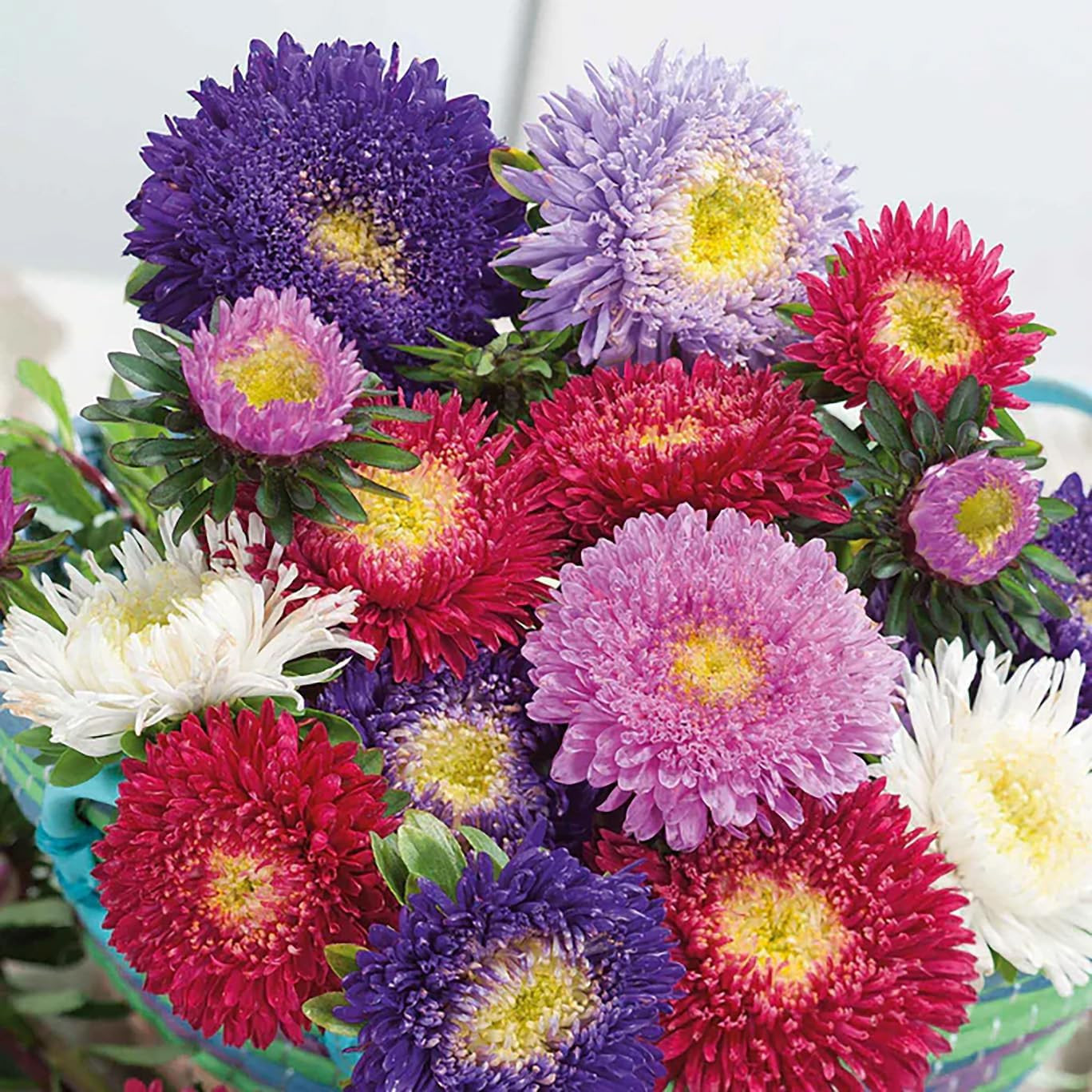 Powderpuff China Aster Mix Seeds – 1000 Seeds
