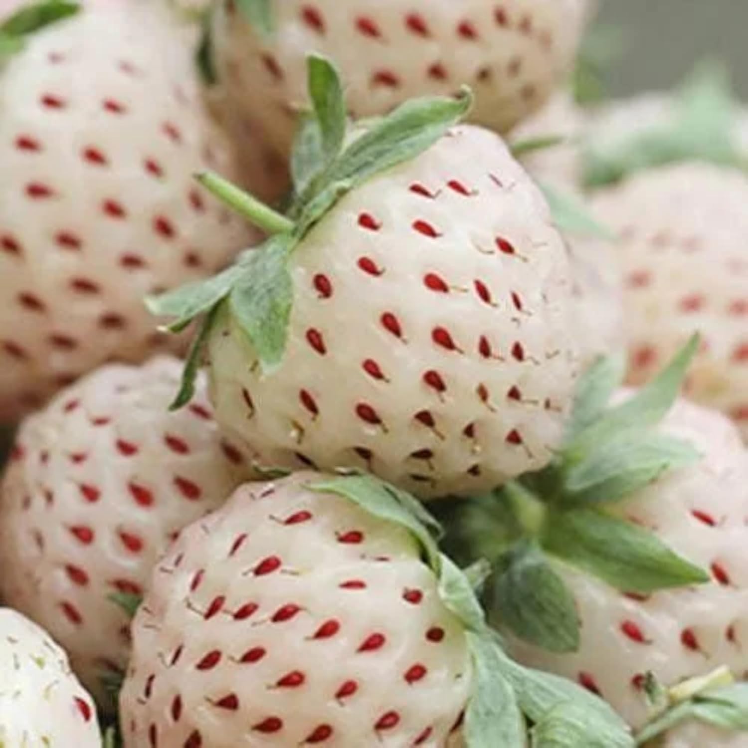 Perennial White Strawberry Seeds – 200 Non-GMO, Thrives in Varied Climates