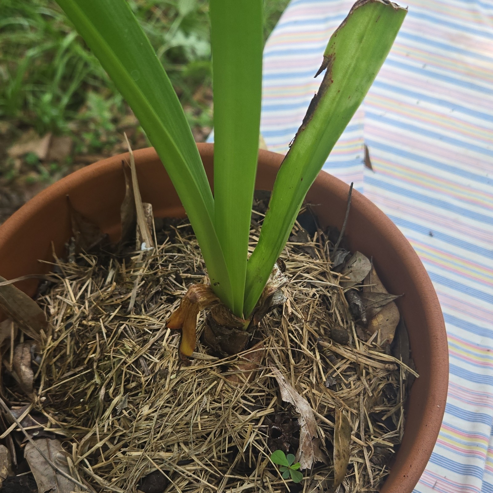amarylis bulbs only – beautiful flower( pot and compost not included )