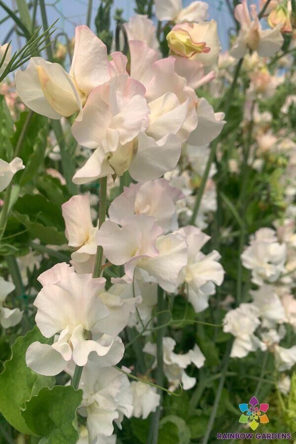 50+ Piggy Sue Sweet Pea Seeds for Garden Planting – USA – FREE SHIPPING!