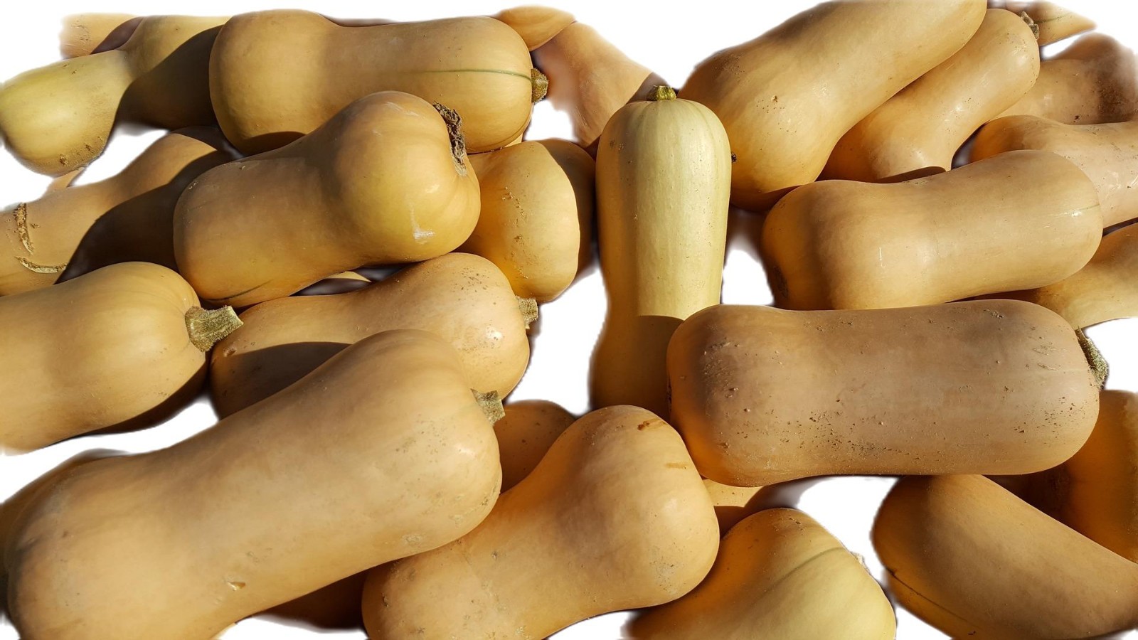 Waltham Butternut Winter Squash Seeds, USDA Organic, FREE SHIPPING