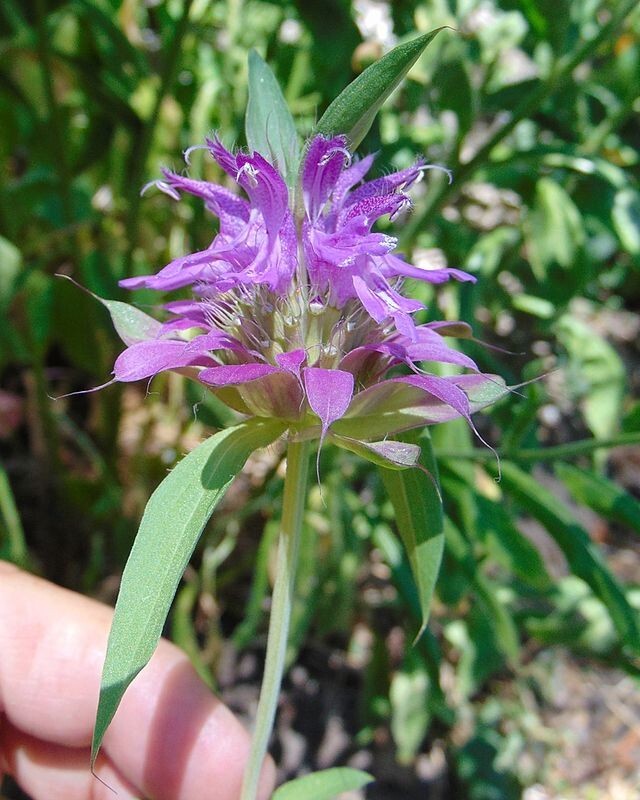 Monarda citriodora | Lemon Mint | Lemon Bee Balm | 1000 Seeds
