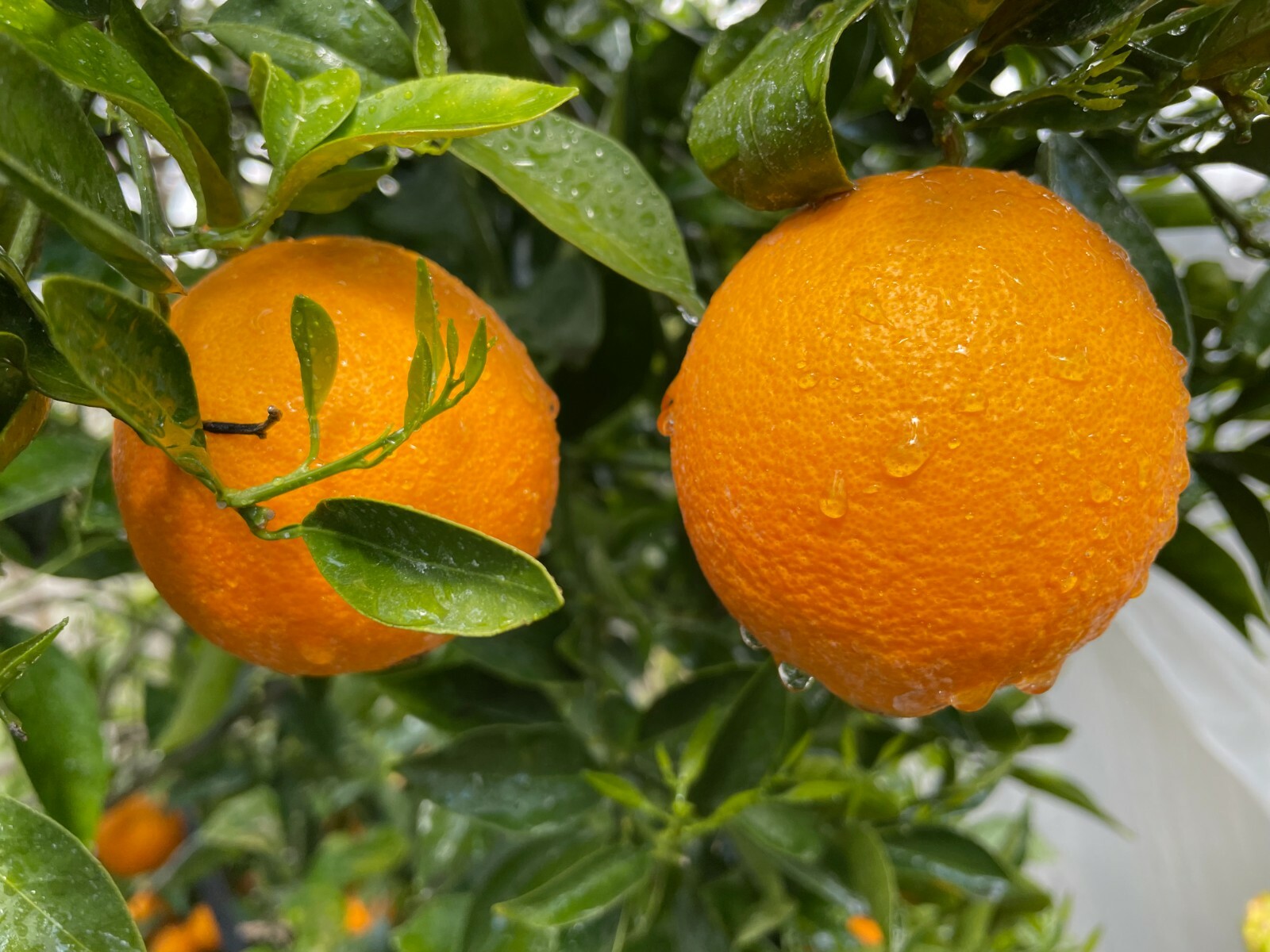 1 Ruby Valencia’ Sweet Orange Tree, Cuttings Rooted Orange Tree