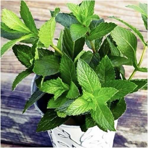 3000+ Peppermint Seeds (Mentha piperita)- 3000 Seeds, Non-GMO Heirloom Perennial