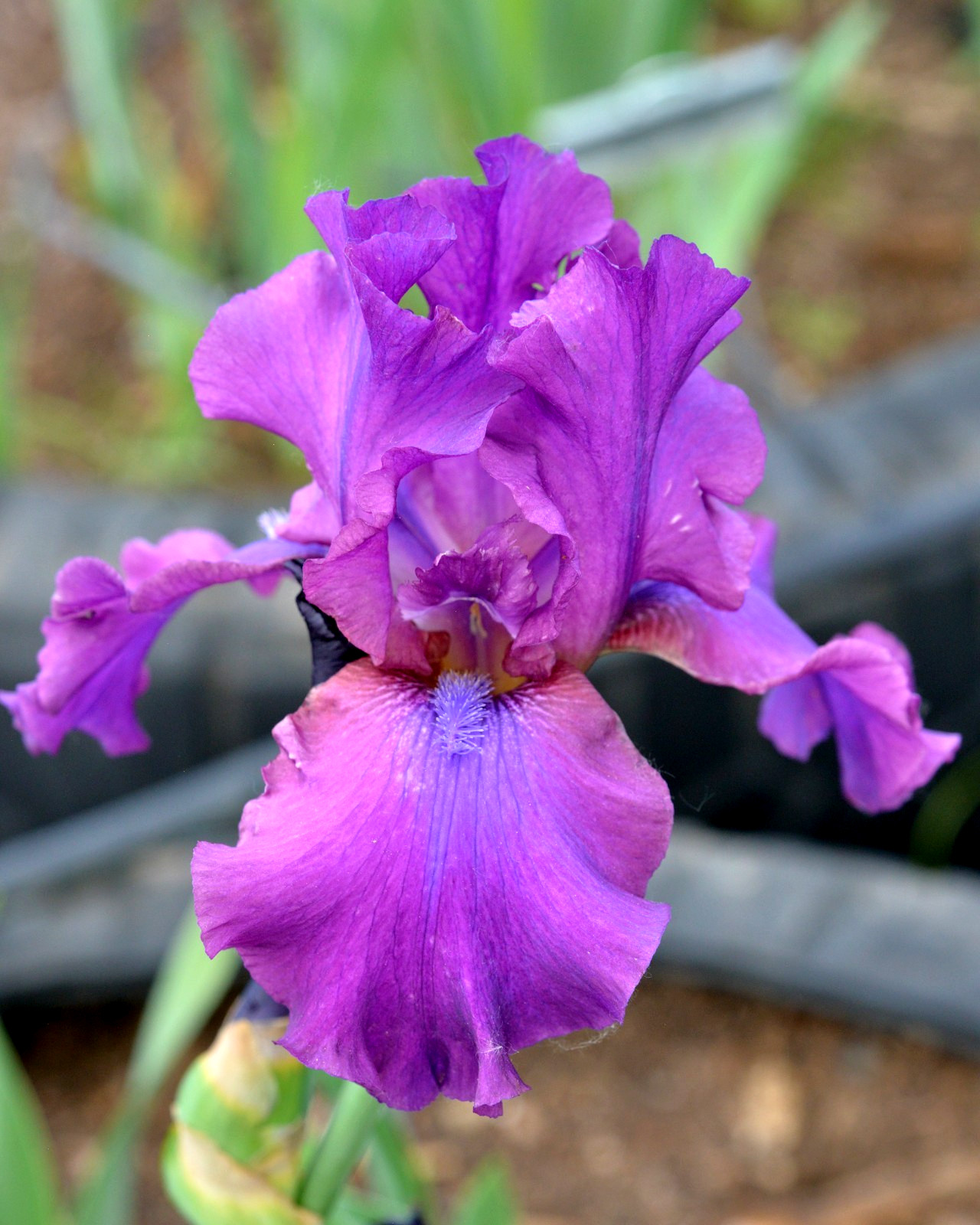 **SWINGTOWN* Tall Bearded Iris. Pre-Order, Fresh Dig, Combined Ship: Jul – Sep