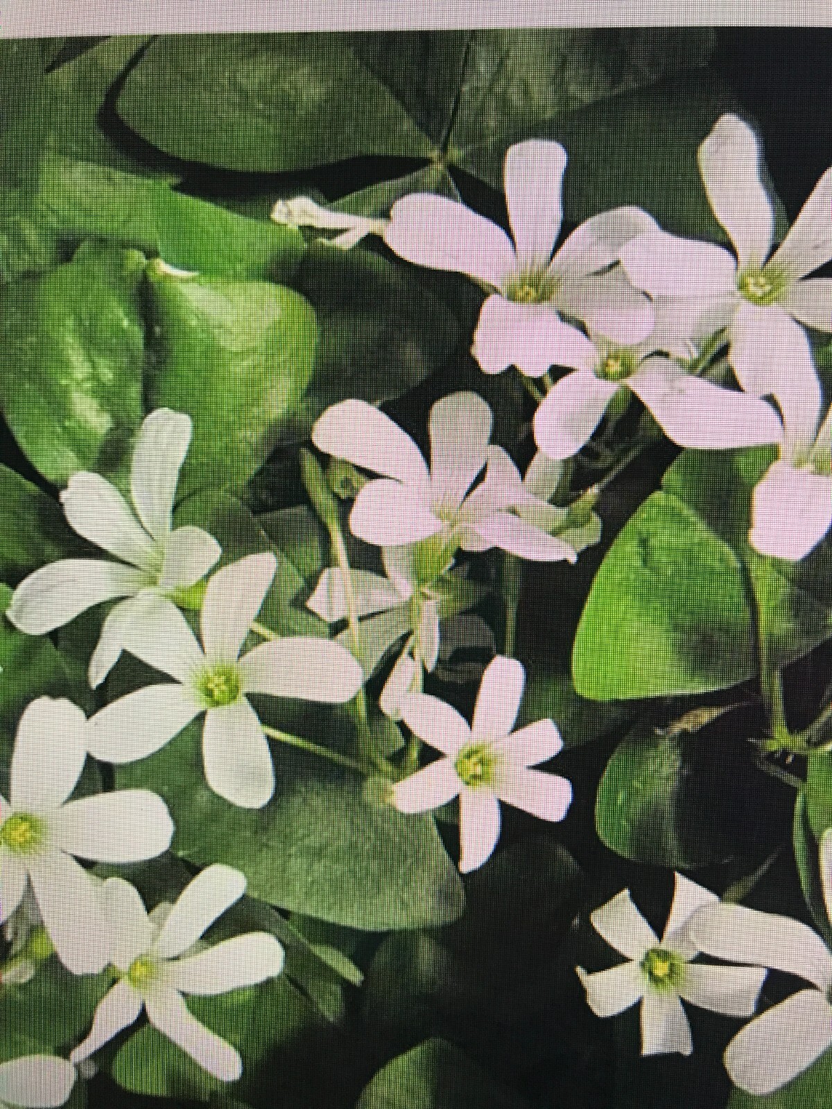 Oxalis Regnellii Lucky Green Shamrock 20 Plant Bulbs Indoor Outdoor