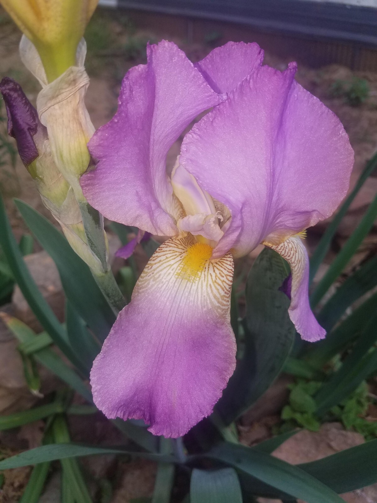 5x MIXED VARIETIES/COLORS IRIS Bulbs/Rhizomes FRESH