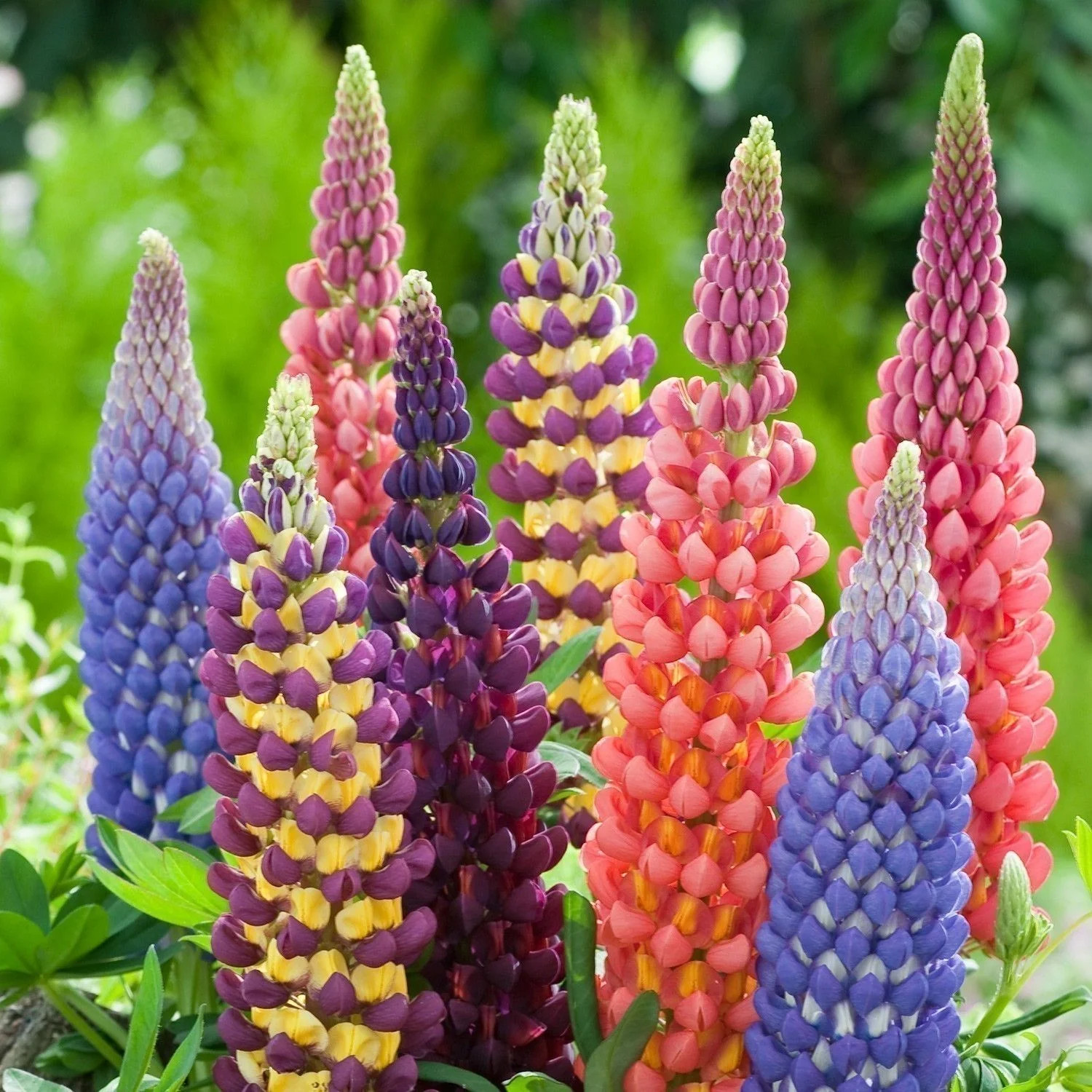 Russell Mix Lupine Seeds | Rainbow Lupin Bluebonnet Perennial Flower Seed 2024