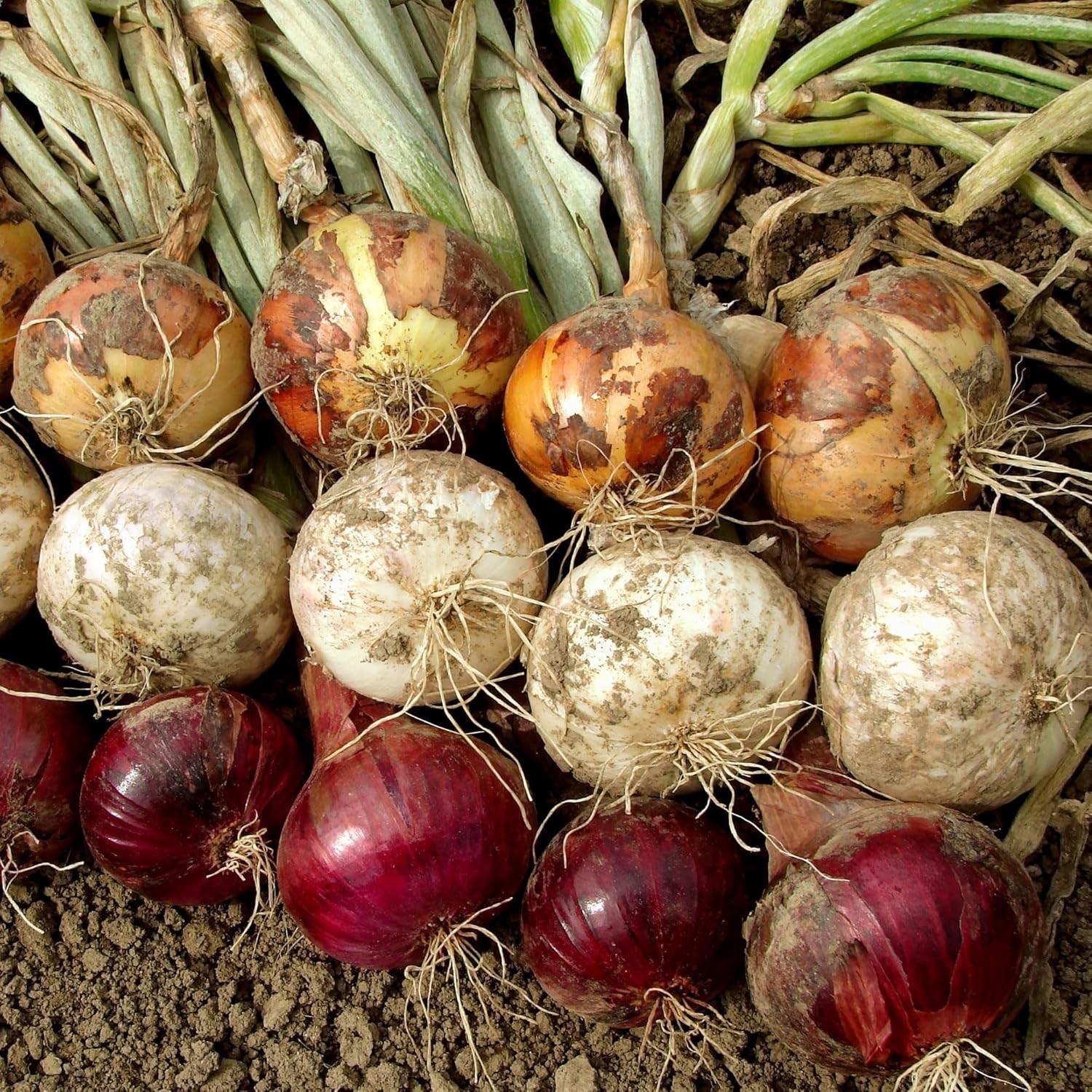 High Germination 50+ Count Mixed Onion Set – Red, Yellow & White Varieties