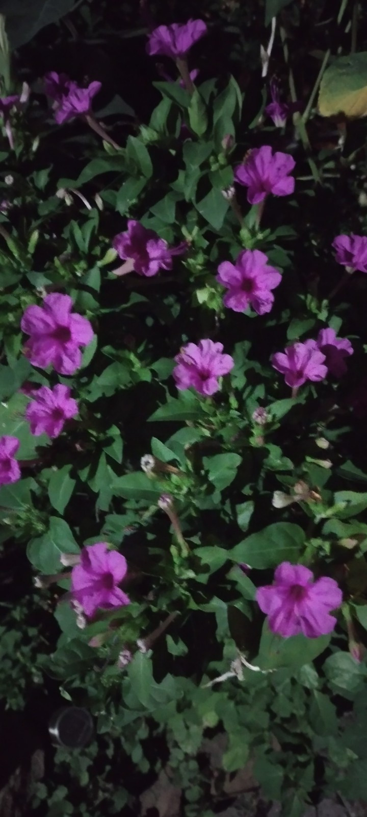 🌸50 Mirabilis (4 O’Clock) Flower Seeds Fragrant Easy to Grow FREE SHIPPING