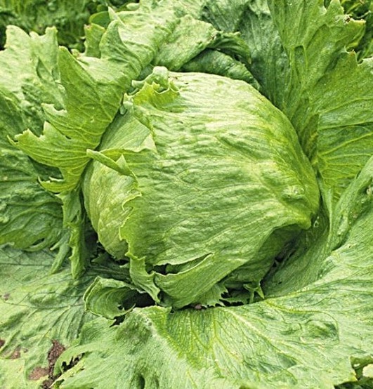 2g Fresh | NON-GMO | Crisp Great Lakes 659 Premium Lettuce Seeds-B 40