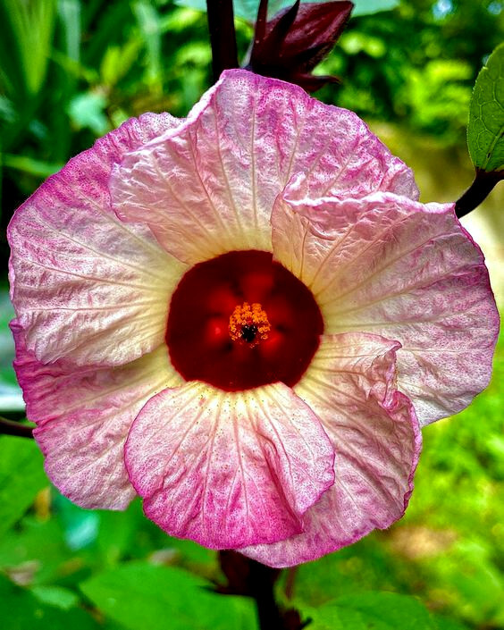 Roselle Seeds Hibiscus sab Jamaican Sorrel Florida Cranberry RARE LUOSHEN FLOWER