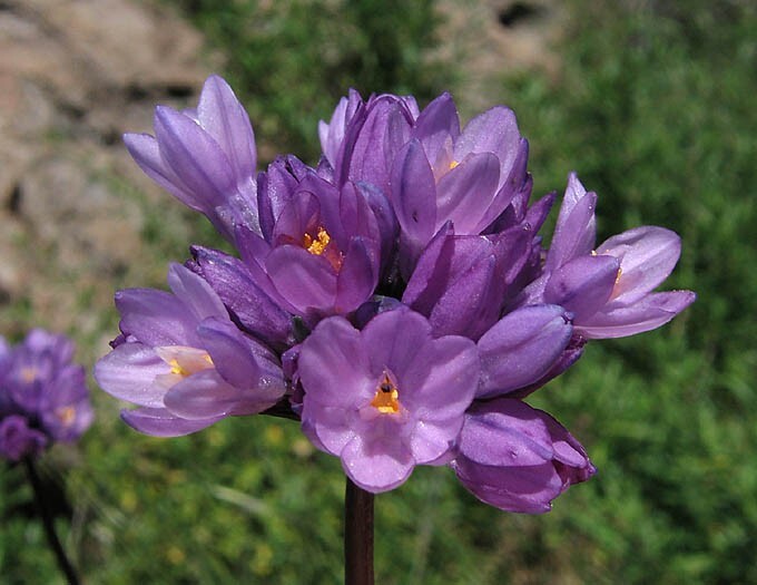 Wild Hyacinth Seeds (Dipterostemon capitatus) -20 seeds-