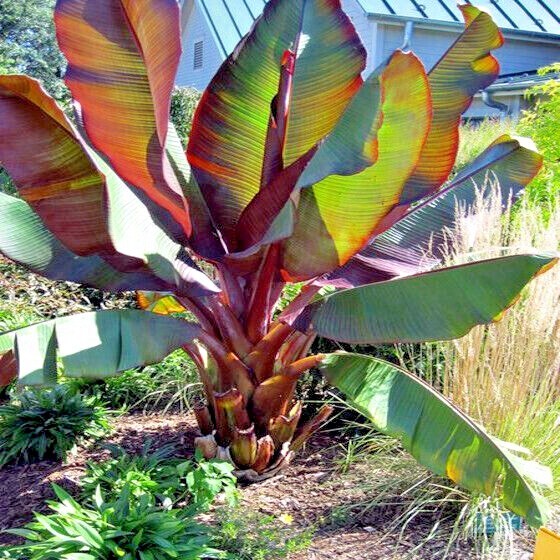 5 Red Abyssinian (Musa Ensete ventricosum) False Banana Plant Tree Seeds RARE