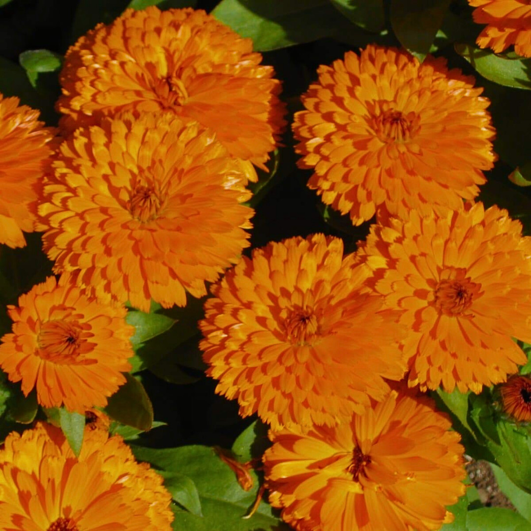 Fresh Premium French Marigold Calendula Seeds | Heirloom Non-GMO | Flower Seeds