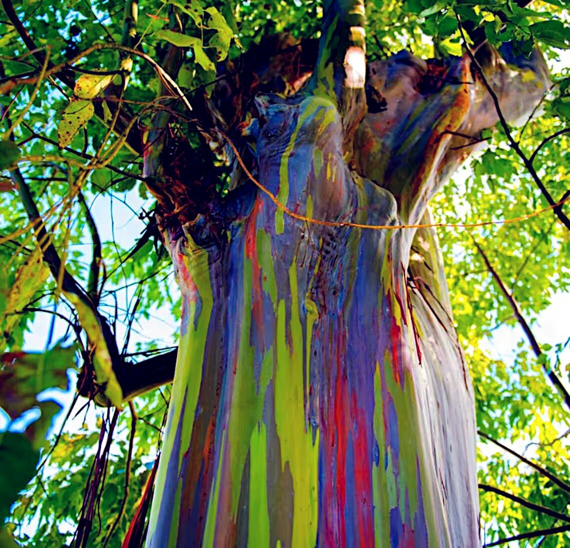 50 Rainbow Eucalyptus deglupta Tree Seeds Fast Tropical Indonesian Mindanao Gum