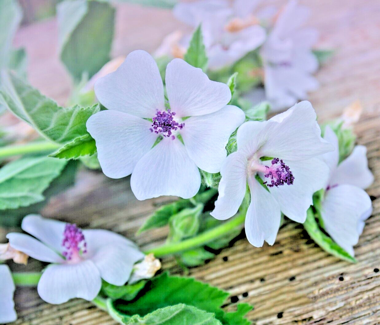 true Marshmallow 50 seeds. Georgius light pink flowers. Althaea officinalis.