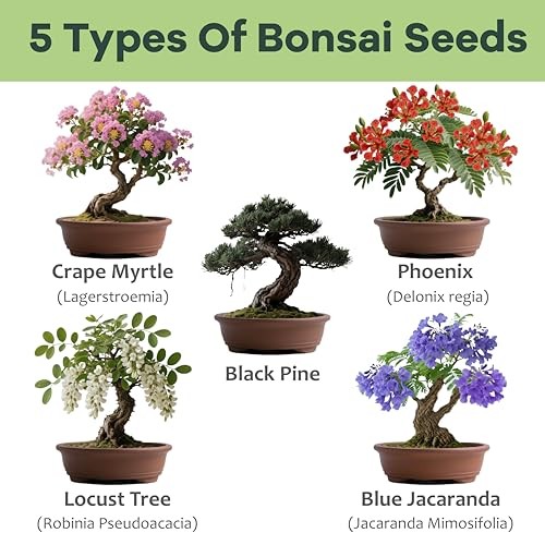 Bonsai Tree Kit for Beginners – Complete Indoor Gardening Set with 5 Seed Types