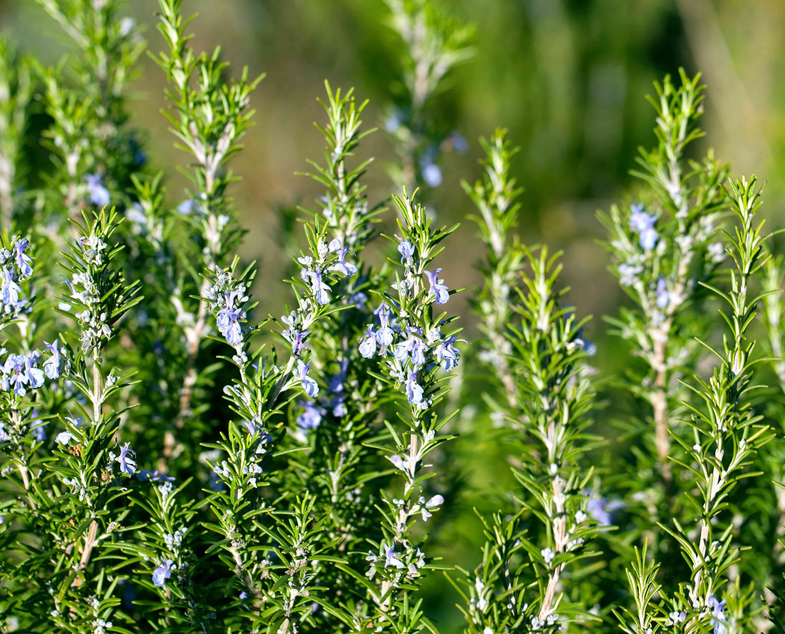 Rosemary Seeds Culinary Herb Perennial Shrub Non-GMO. Heirloom | Mai’s Family