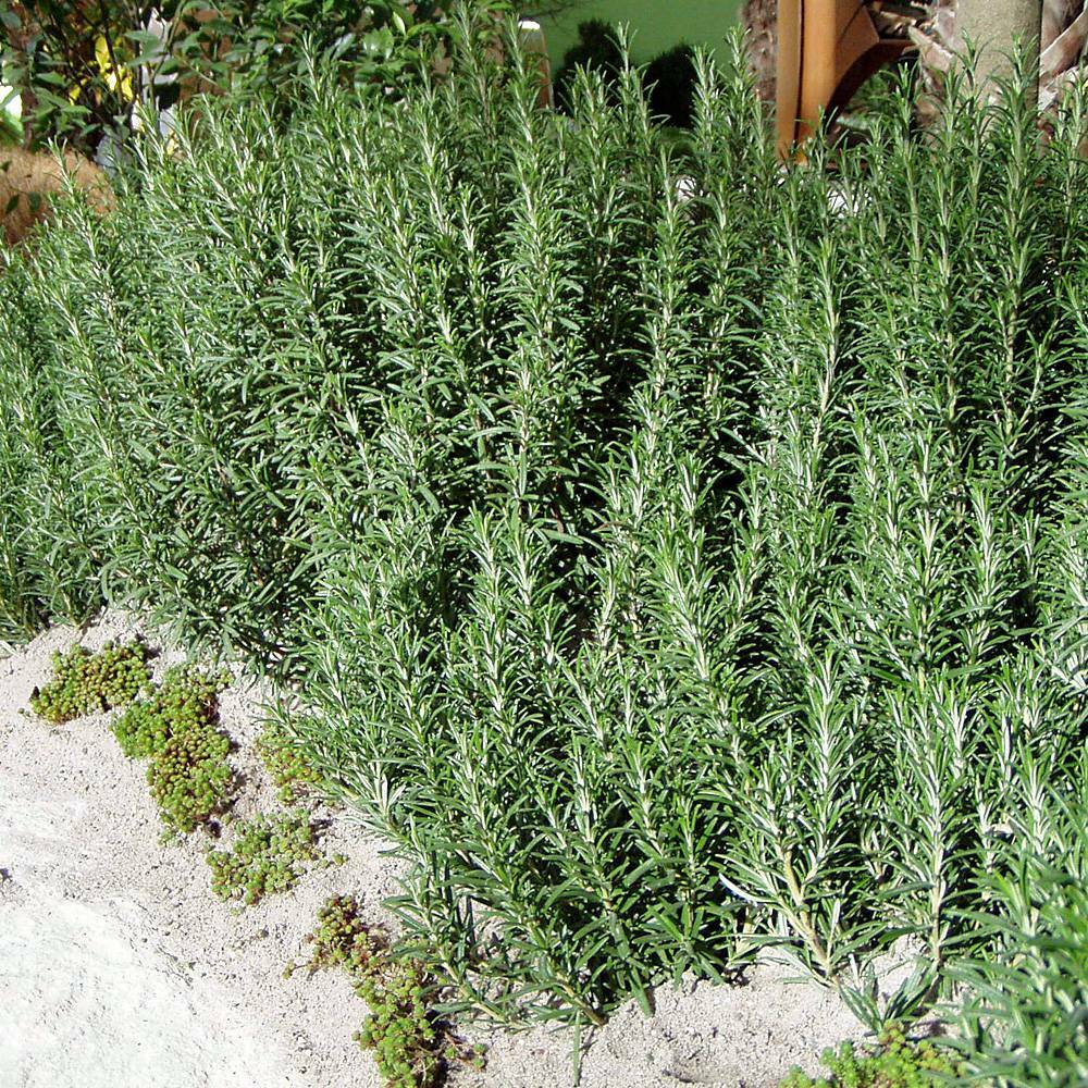 Rosmarinus officinalis ARP HARDY ROSEMARY Herb Seeds!