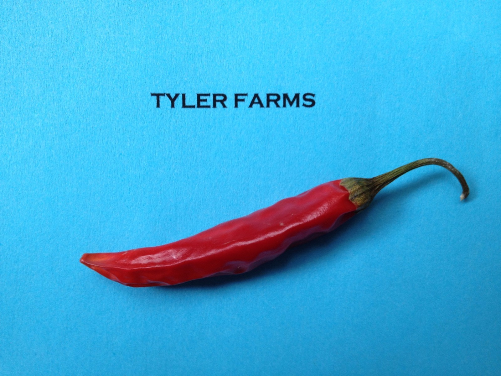10+ Piri Piri Pepper Seeds (chili, chile) Hot (Bird’s Eye Thai)