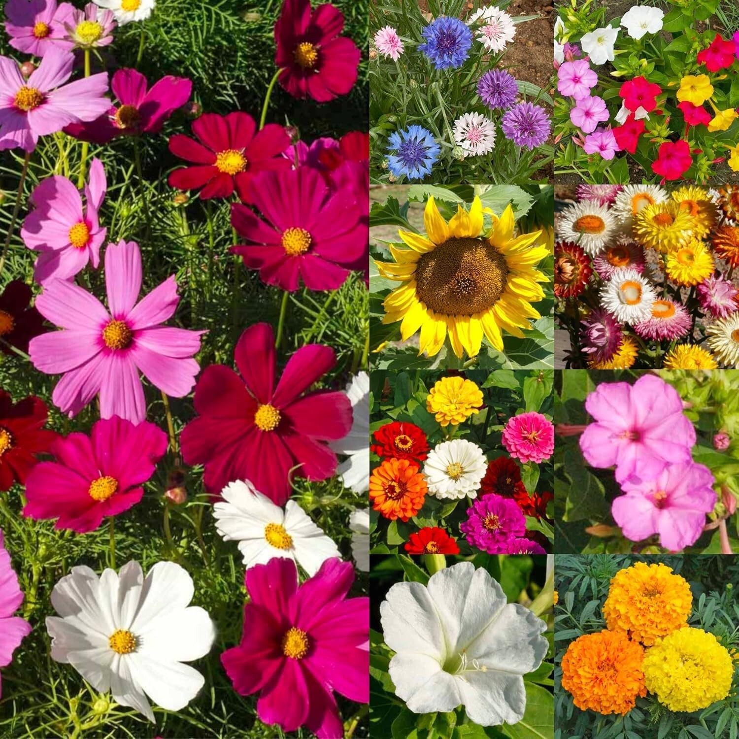 Colorful Wildflower Seed Collection – Attract Pollinators | 1 Oz Heirloom Seeds