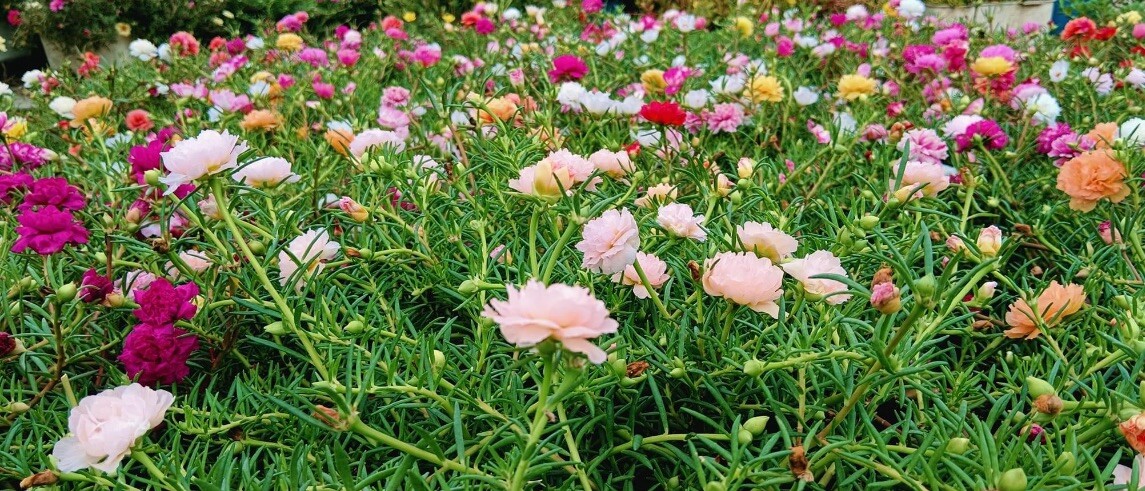 1000+ SEEDS MOSS Rose Double Mix Color – Portulaca grandiflora Buy2Get1FREE!