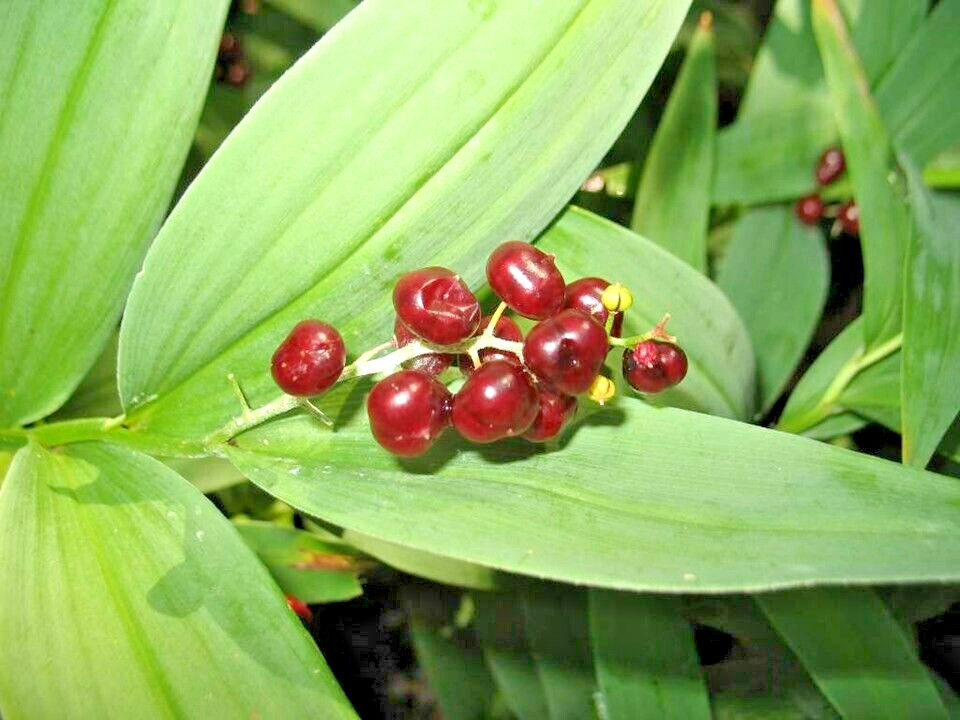 15 FALSE SOLOMONS SEAL SEEDS – Maianthemum racemosum
